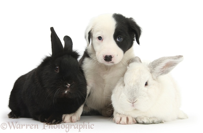 Black-and-white Border Collie pup, 6 weeks old, with black rabbit and white rabbit, white background