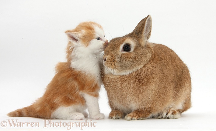 Ginger-and-white kitten with Sandy Netherland dwarf-cross rabbit, Peter, white background