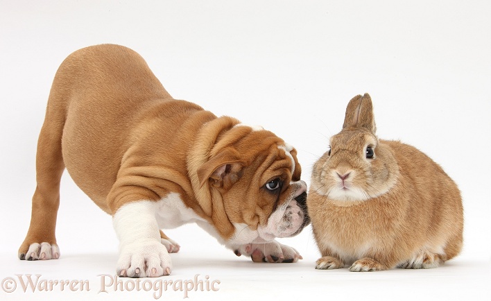 Bulldog pup, 11 weeks old, and Netherland-cross rabbit, Peter, white background
