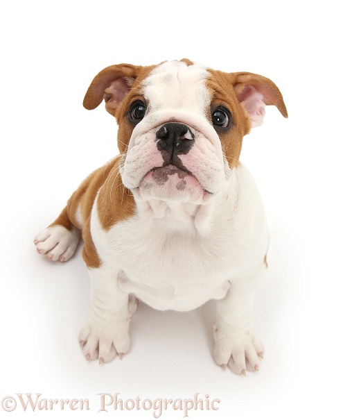 Bulldog pup, 11 weeks old, looking up, white background