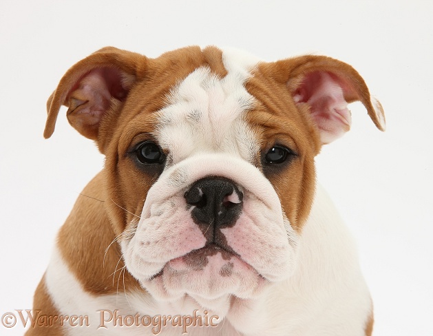 Bulldog pup, 11 weeks old, white background