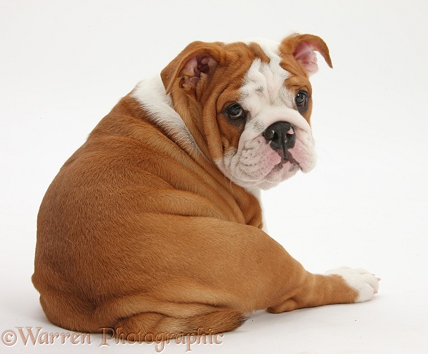 Bulldog pup, 11 weeks old, looking round, white background