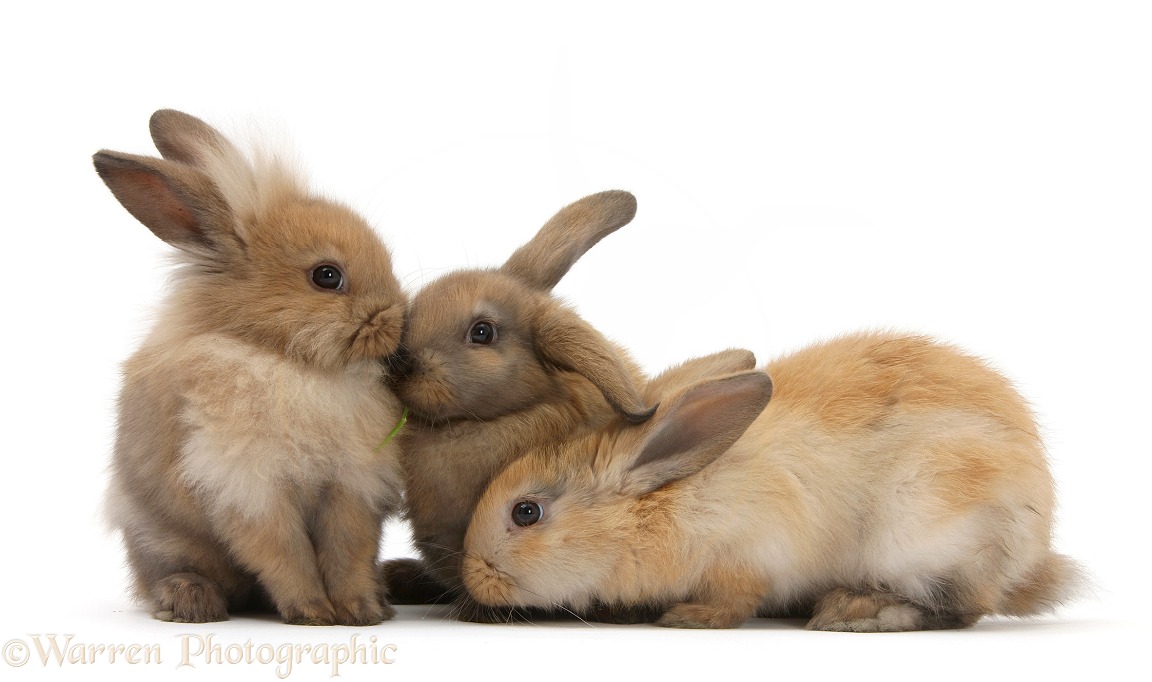 Three young sandy rabbits, white background