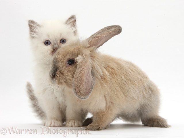 Young windmill-eared rabbit and colourpoint kitten, white background