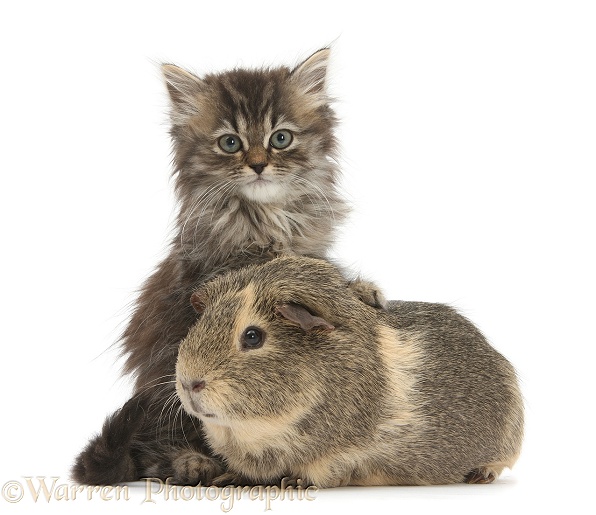 Tabby kitten, Beebee, 10 weeks old, with Guinea pig, white background