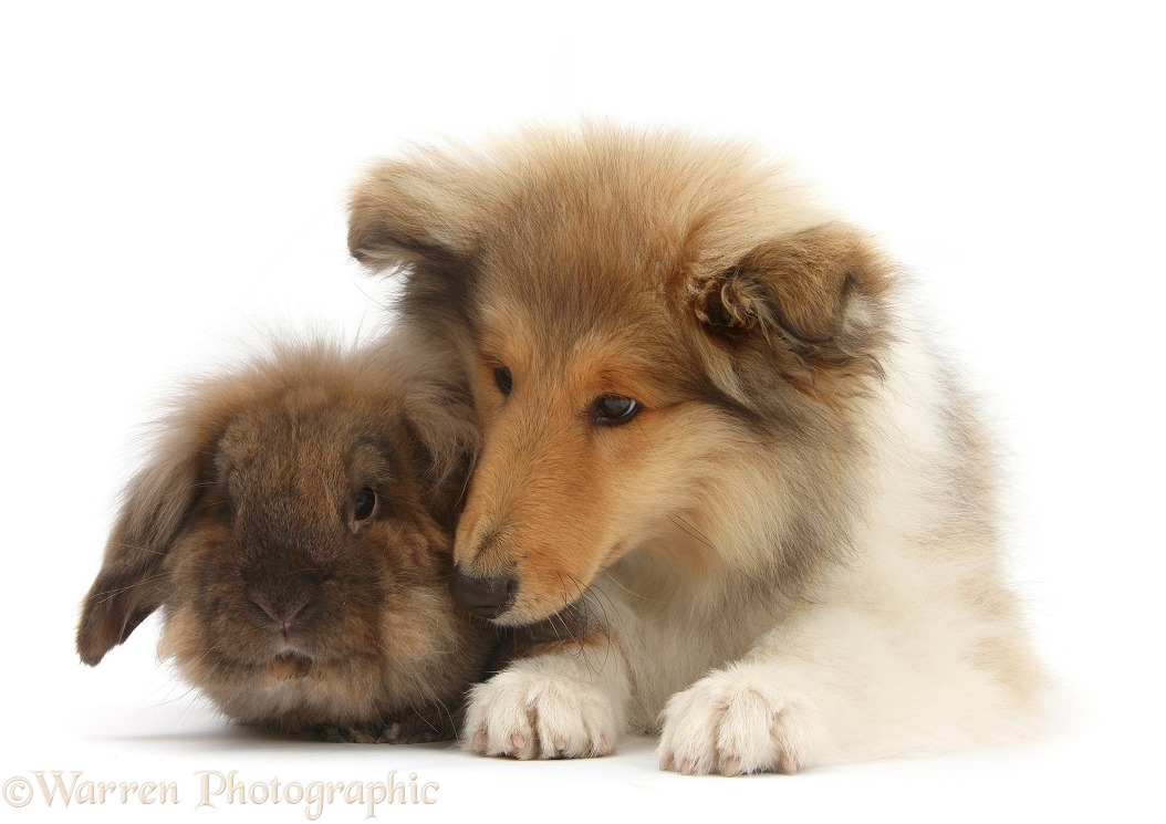 Rough Collie pup, Laddie, 14 weeks old, and Lionhead-cross rabbit, white background