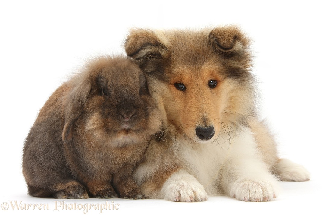 Rough Collie pup, Laddie, 14 weeks old, and Lionhead-cross rabbit, white background