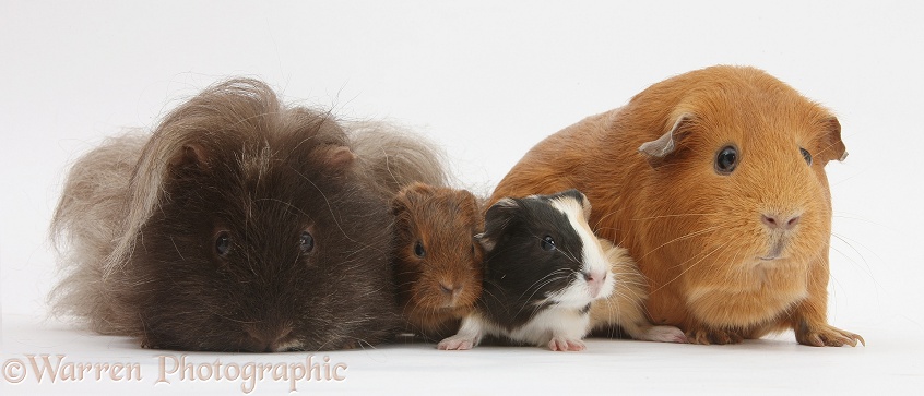 Mother and father Guinea pigs two babies, white background
