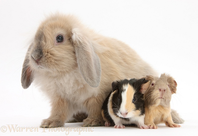 Baby Guinea pigs and rabbit, white background