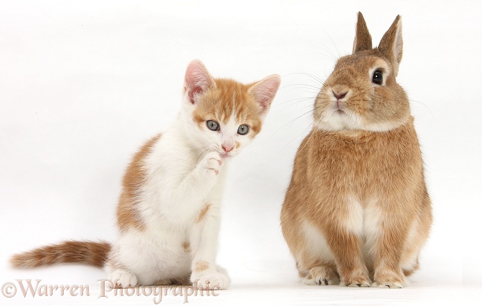 Ginger-and-white kitten and sandy Netherland dwarf-cross rabbit, Peter, white background