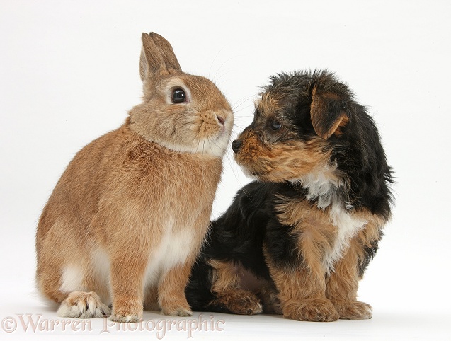 Yorkshire Terrier pup, Evie, 8 weeks old, with sandy Netherland dwarf-cross rabbit, Peter, white background