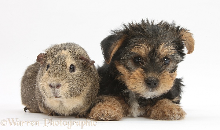 Yorkshire Terrier pup, Evie, 8 weeks old, with Guinea pig, white background