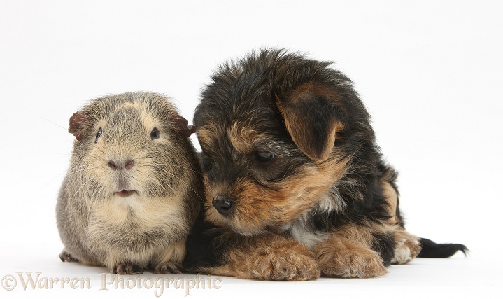 Yorkshire Terrier pup, Evie, 8 weeks old, with Guinea pig, white background