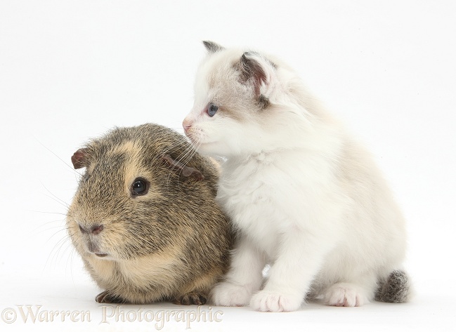 Colourpoint kitten and Guinea pig, white background