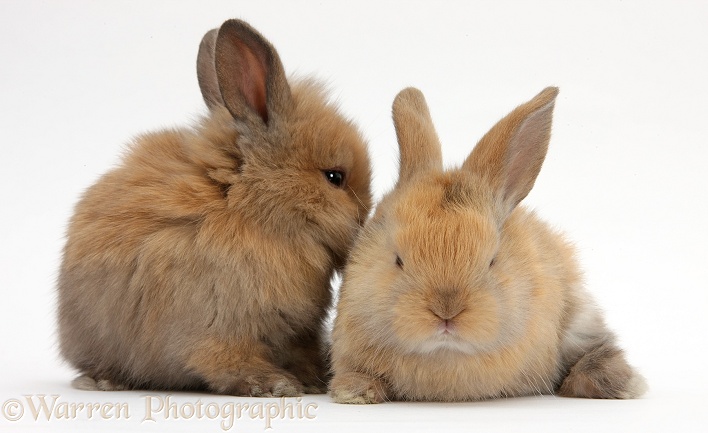 Baby sandy Lionhead-cross rabbits, white background