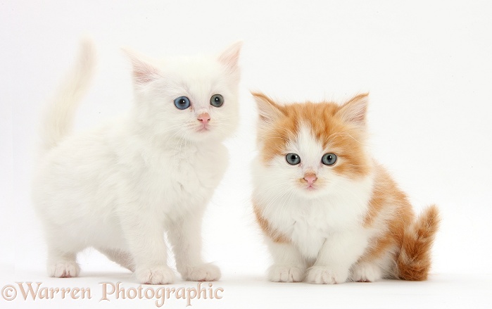 White and ginger-and-white kittens, white background