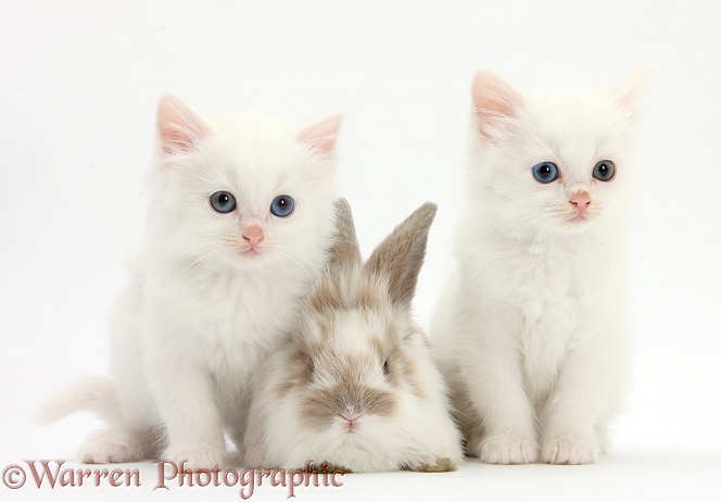 White kittens and baby rabbit, white background