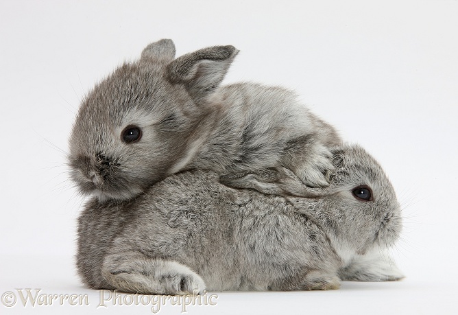 Two silver baby rabbits, white background