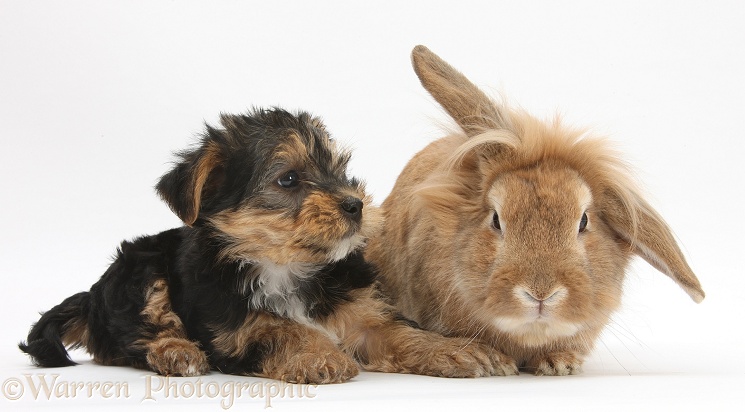 Yorkshire Terrier pup, Evie, 8 weeks old, with sandy Lionhead-cross rabbit, white background