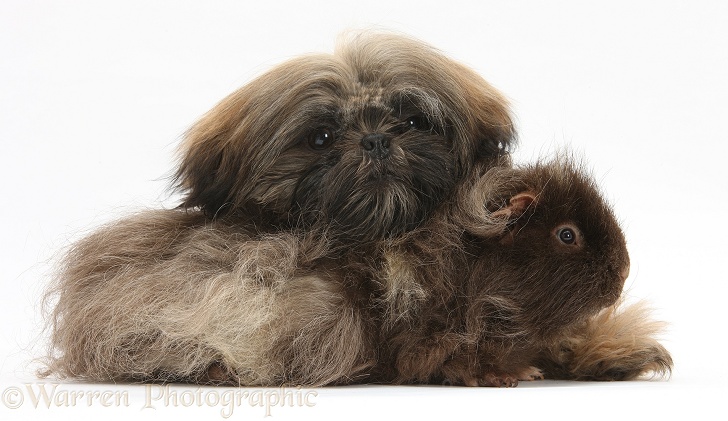 Brown Shih-tzu, Coco, 5 months old, with shaggy Guinea pig, white background