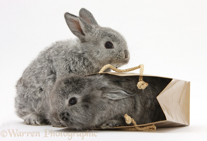 Tow silver young rabbits playing in a gift bag, white background