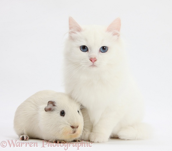 White Maine Coon-cross kitten with white Guinea pig, white background