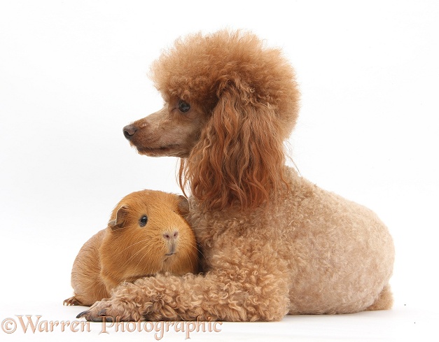 Red toy Poodle dog, Reggie, and red Guinea pig, white background
