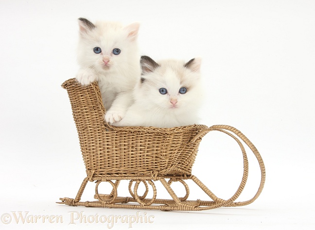 Ragdoll-cross kittens in a wicker toy sledge, white background