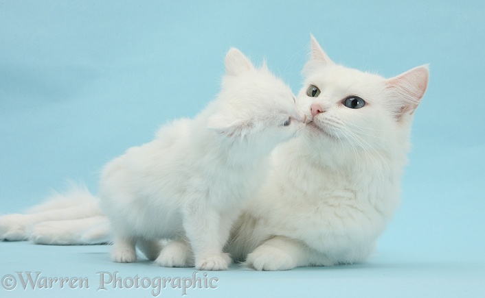 White Maine Coon-cross mother cat, Melody, with her kitten, 7 weeks old, on blue background