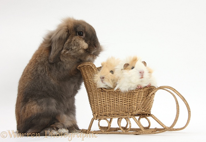 Lionhead-cross rabbit pushing two young Guinea pigs in a wicker toy sledge, white background