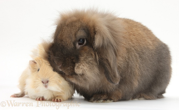 Baby sandy-and-white Guinea pig with rabbit, white background