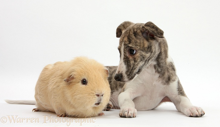 Brindle-and-white Whippet pup, Cassie, 9 weeks old, with yellow Guinea pig, white background