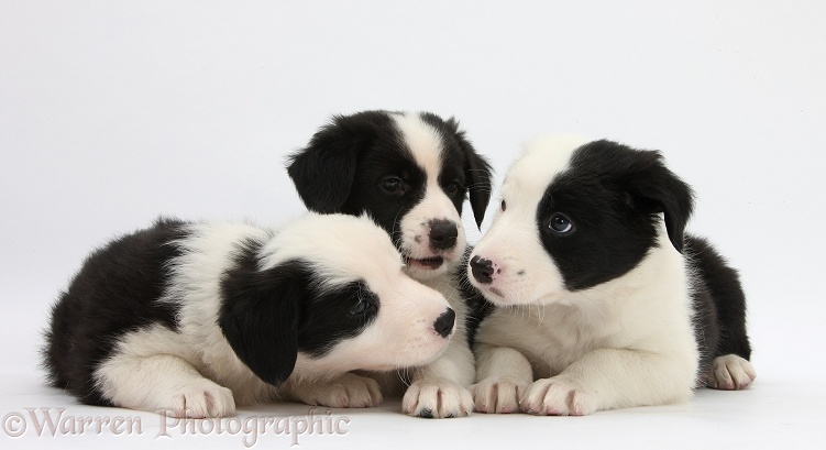 Three Black-and-white Border Collie pups, 6 weeks old, white background