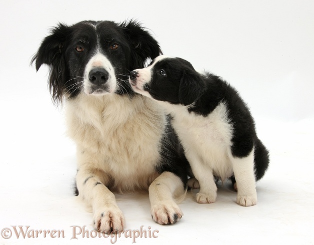 Black-and-white Border Collie bitch, Phoebe, and pup, 6 weeks old, white background