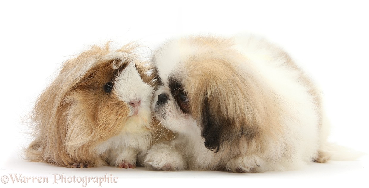 Parti colour Pekingese pup, Kiki, 11 weeks old, with Guinea pig, white background