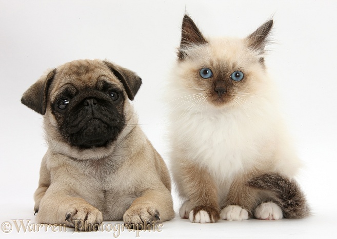 Fawn Pug pup, 8 weeks old, and Birman-cross kitten, white background