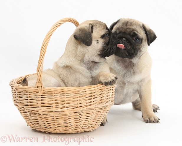 Fawn Pug pups, 8 weeks old, playing with a wicker basket, white background