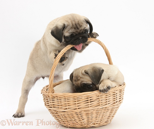 Fawn Pug pups, 8 weeks old, playing with a wicker basket, white background