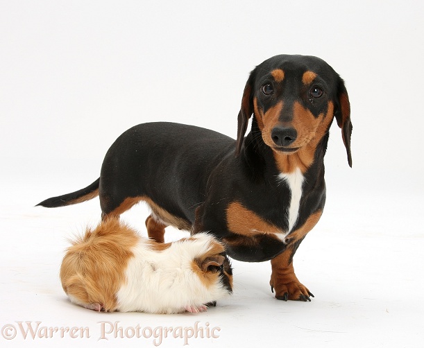Tricolour Dachshund, Lola, with Guinea pig, white background
