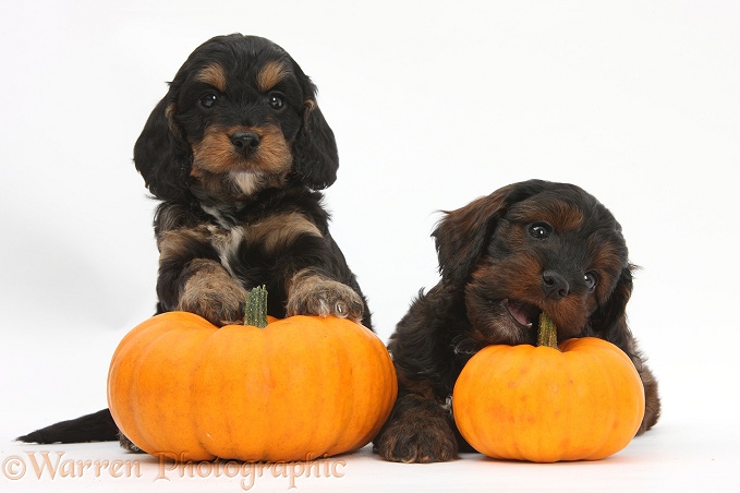 Cockapoo pups with pumpkins, white background