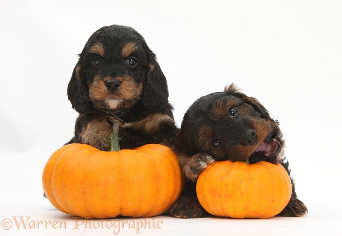 Cockapoo pups with pumpkins, white background