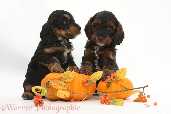 Cockapoo pups with pumpkins and cotoneaster berries, white background