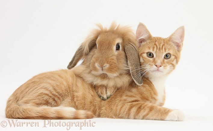 Ginger kitten, Tom, 3 months old, lying with Sandy Lionhead rabbit, white background