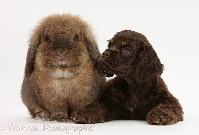 American Cocker Spaniel pup and Lionhead-cross rabbit, white background