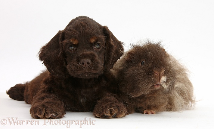 American Cocker Spaniel pup and shaggy Guinea pig, white background
