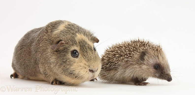Baby Hedgehog and Guinea pig, white background