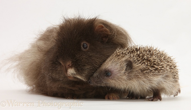 Baby Hedgehog and shaggy Guinea pig, white background