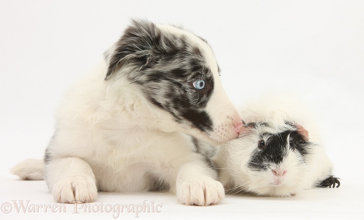 Blue merle Border Collie puppy, Reef, with black-and-white rough-haired Guinea pig, white background