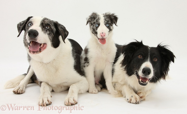 Blue merle Border Collie dog, Logan, and puppy, Reef, 10 weeks old, with black-and-white Border Collie bitch, Phoebe, white background