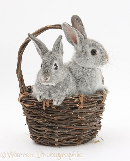 Silver baby rabbits in a wicker basket, white background